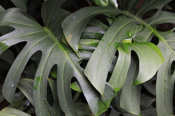 Close-up of wet Philodendron Selloum leaves with water droplets. Tropical green foliage background, natural texture, and fresh botanical garden concept. © Jaka