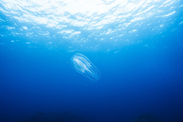 Jellyfish drifting in deep blue water with sunlight © Satoshi