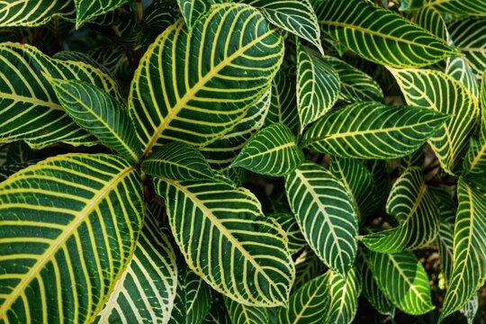 Close up of Sanchezia speciosa leaves with yellow veins. Tropical zebra plant foliage for natural background