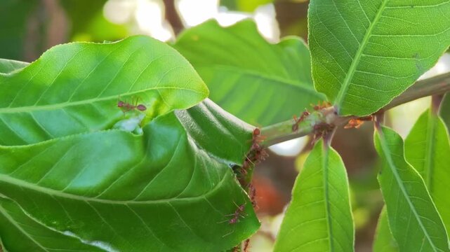 Red ants build their nests with leaves on trees.