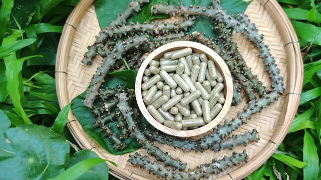 Herbal Tinospora crispa and capsules with leaves have medicinal properties.