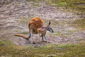 Red Kangaroo Macropus Rufus © Artur Bogacki