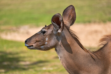 Greater Kudu Portrait © Artur Bogacki