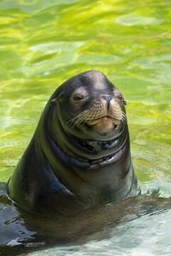 California Sea Lion Eared Seal