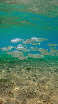 Group of Barred Flagtail swims in shallows shinning scales in sunlight, aganiste school of Silversides Atherina. School of Five-stripped Flagfish (Kuhlia mugil) swimming glittering in sunshine