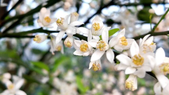 White Blossoms Covering Orange Tree in Bloom, Fresh Citrus Flowers in Spring Garden