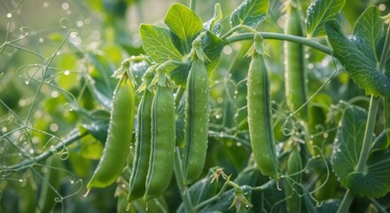 Fototapeta premium Plump green peas with dewy water droplets clinging to their pods on a lush green plant