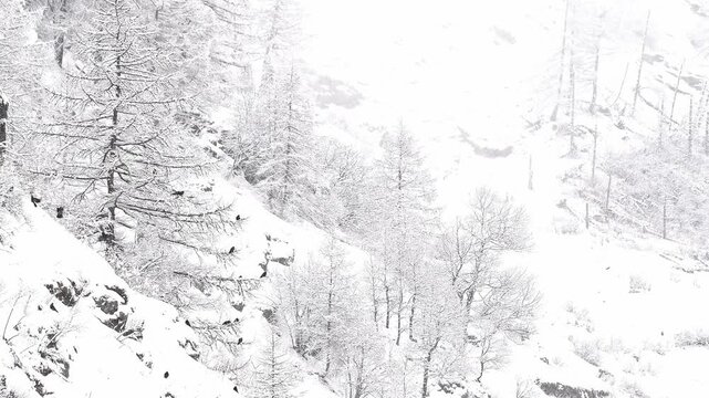 Flock of Alpine Cough under snowflakes (Pyrrhocorax graculus)