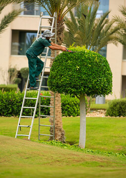 A single gardener, uses a step-ladder to perform some topiary to trim a bush in to a bulb shape in the lush gardens, on a bright, warm, sunny day in Taghazout, Morocco