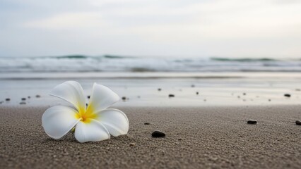 Fototapeta premium A serene beach scene with a single white flower on the sand