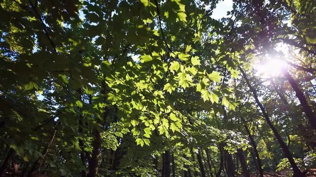 Low Angle View of Majestic Oak Tree Canopy with Sun Glinting through Leaves