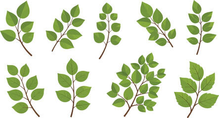 Set of Diverse Green Leaf Branch Types Vector IllustrationBotanical Leaves Collection for Nature and Eco DesignGarden Foliage and Plant Leaf Variety Graphics Pack
