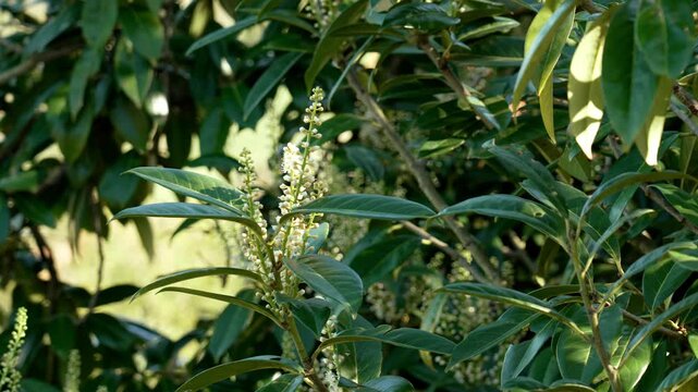 Prunus laurocerasus branches with green leaves and blooming white flowers. Botanical garden plant. Cherry laurel tree