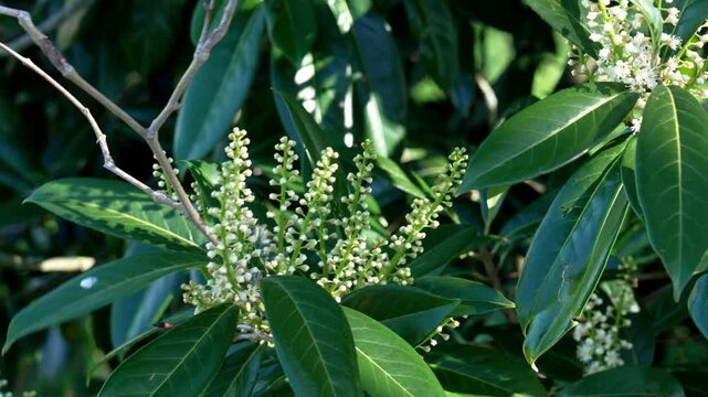 Prunus laurocerasus shrub with dense evergreen leaves and small white blossoms growing in garden landscape. Cherry laurel tree