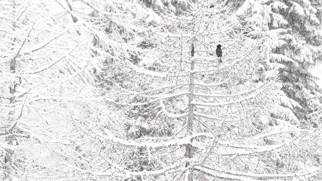The carrion crow under snowstorm in the mountain forest (Corvus corone)