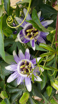 Two beautiful blooming Passiflora caerulea flowers with green leaves and tendrils.