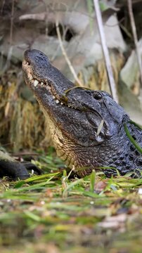 American alligator bellowing with head raised above water, vocalization behavior in Silver Springs Florida