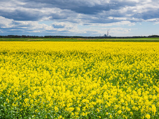 Obraz premium Yellow rape field stretches across the ground with industry visible in the background near a Swedish landscape