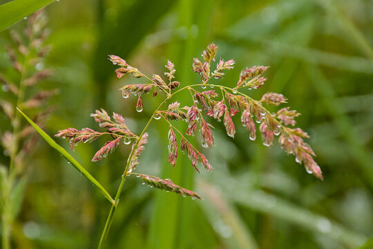 Flowering reed canary grass with raindrops  - Phalaris arundinacea. 