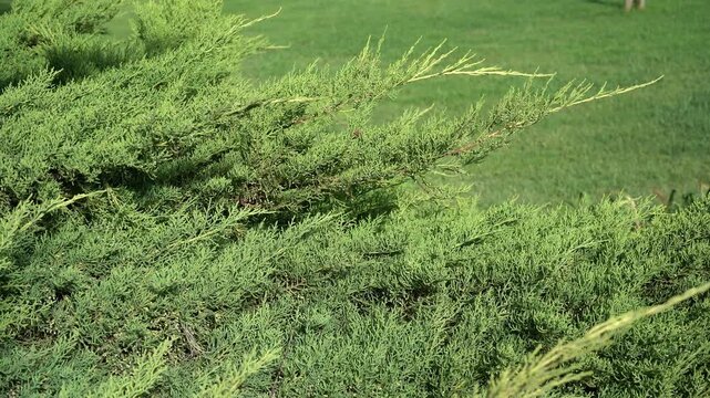 Green juniper bush branches swaying gently in the wind