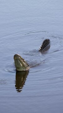 American alligator bellowing in water with response from another alligator, vocal communication behavior