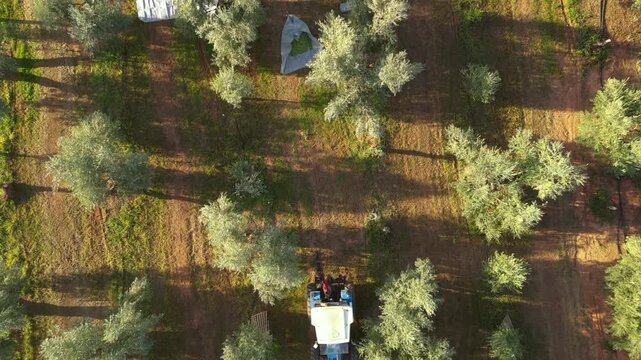 Aerial view of mechanical olive harvesting in a grove