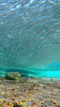 Lizardfish wait for opportune moment to attack seamless, rotating overhead school of Silversides in shallows. Camera highlights contrast between static hunters on seabed and flowing mass of fish