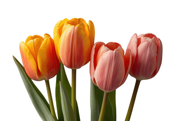 Obraz premium Vibrant spring tulips displaying yellow, orange, and pink petals with green leaves, transparent background