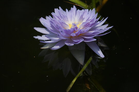 Purple Fantasy Waterlily; Nymphaea 'Chong Ban Lan Xie Zhua';  Tropical Purple Waterlilies; Ultraviolet Water Lily; Nymphaea Nangkwag Blue Waterlily (Purple Waterlily )
