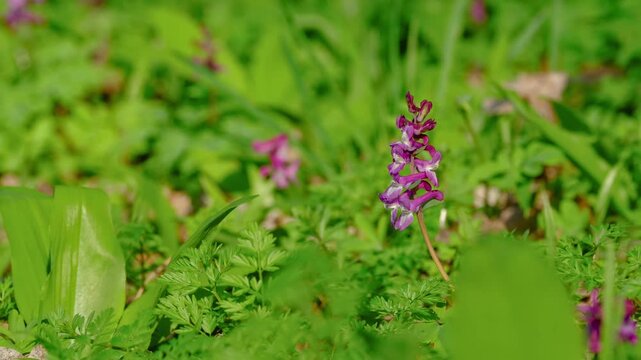 Close-up of common fumitory flower gently swaying in the wind