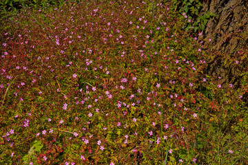 Fototapeta premium many Herb Robert flowers, overhead view -- Geranium robertianum 