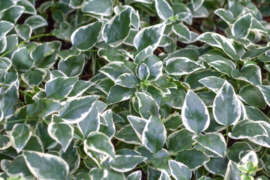 Euonymus fortunei is an evergreen, variegated creeping shrub. Top view. Background