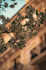 la floración de los almendros