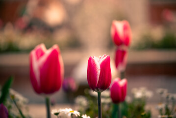 Tulipanes que florecen en la primavera