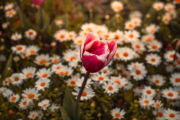 Tulipanes que florecen en la primavera