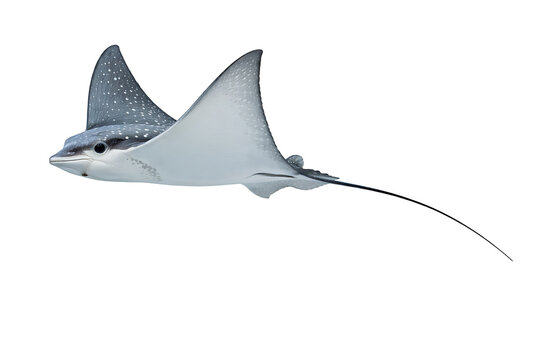 Stingray marine animal underwater species isolated on transparent background
