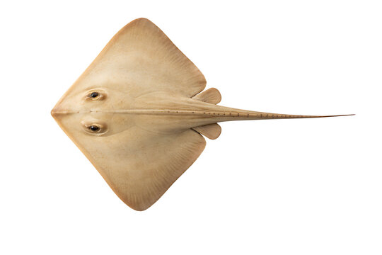 Top view stingray fish marine animal flat body isolated on transparent background