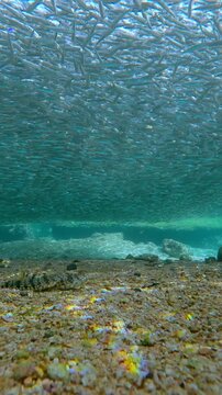 Camera shifts focus of attention from pair of Lizardfish wait in ambush to solid wall of thousands of spawning Silversides. Perfect tactical positioning of predators during massive migration fish