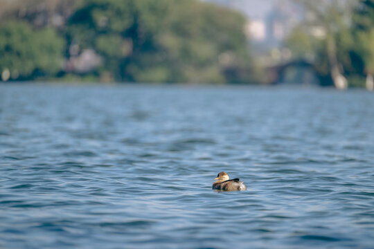 ducks in the lake