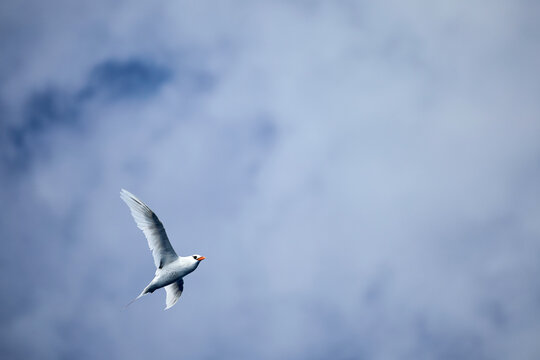 Tropikvogel (Phaethon) im Flug vor einem bew&ouml;lkten Himmel