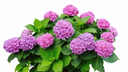 Fotobehang Hortensia Beautiful pink and purple hydrangea flowers blooming with green leaves, fresh vibrant plant  © Michal