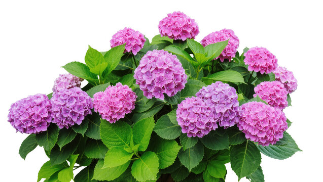 Beautiful pink and purple hydrangea flowers blooming with green leaves, fresh vibrant plant