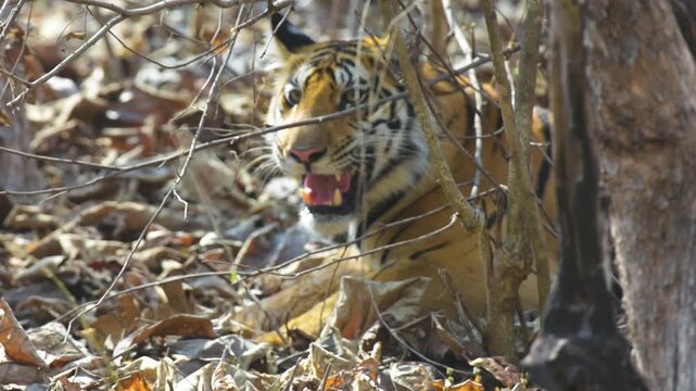 Subadult Royal Bengal Tiger Hunting Spotted Deer in Daylight at Panna Tiger Reserve India
