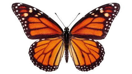 Obraz premium Stunning monarch butterfly with iconic orange and black wing patterns, viewed from above