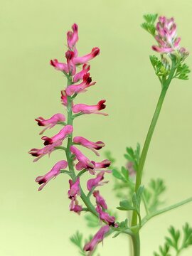Fumaria officinalis (common fumitory) growing in a field