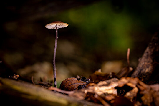 a horsehair-bladed spore-bearer (Gymnopus androsaceus)