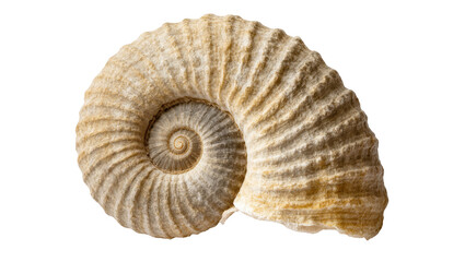 Detailed studio shot of an ancient ammonite fossil showcasing its beautiful spiral shell pattern © Michal