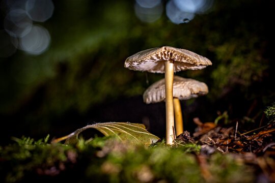 The parasol mushroom (Lepiota or Macrolepiota)