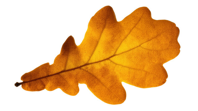 Detailed close-up of a vibrant golden yellow oak leaf with intricate venation, autumn symbol
