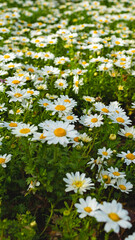 Naklejka premium Many flowers bloom in a field during spring in a garden under bright sunlight